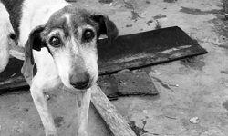 Campañas de Adopción Help Guau