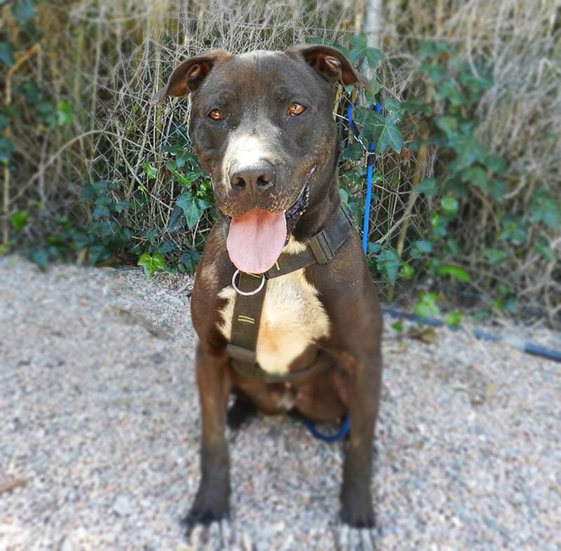 Perro sénior American Staffordshire en adopción