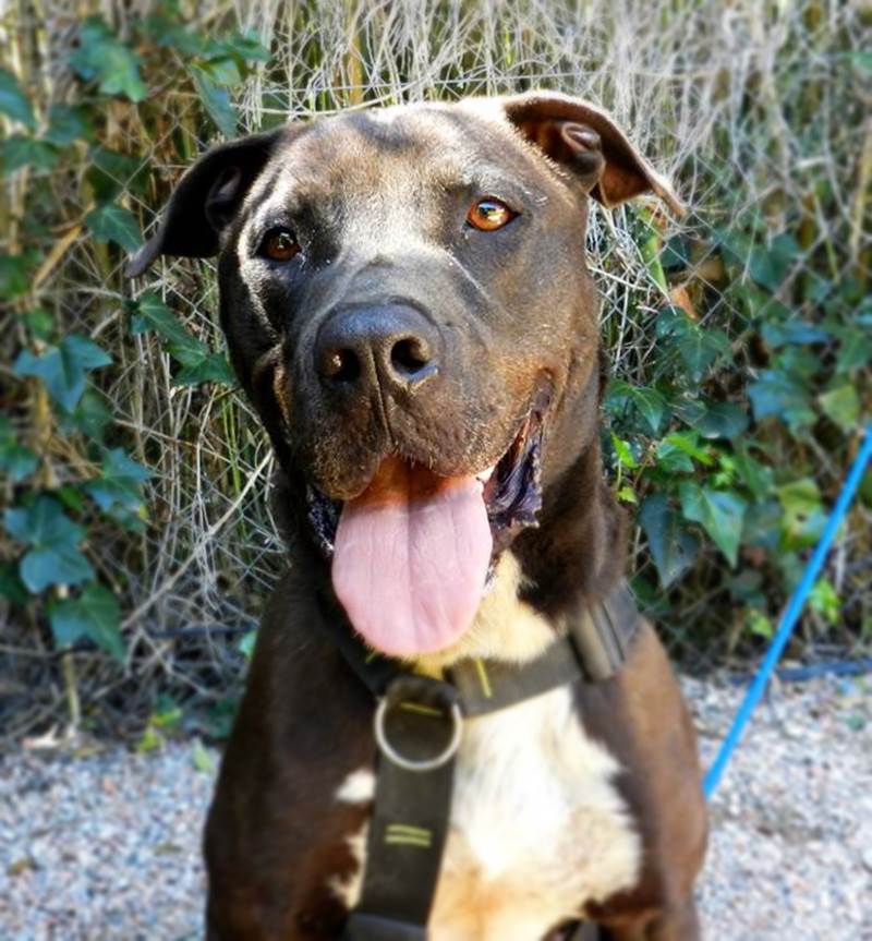 Perro sénior American Staffordshire en adopción