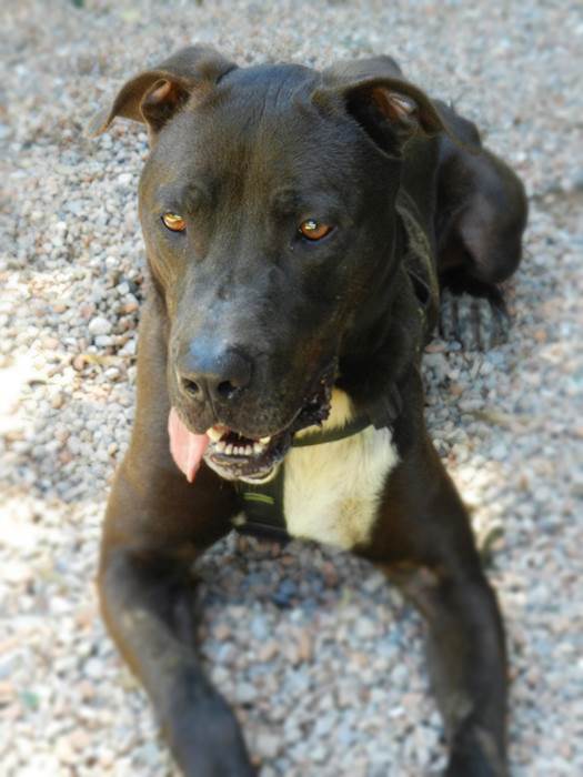 Perro sénior American Staffordshire en adopción