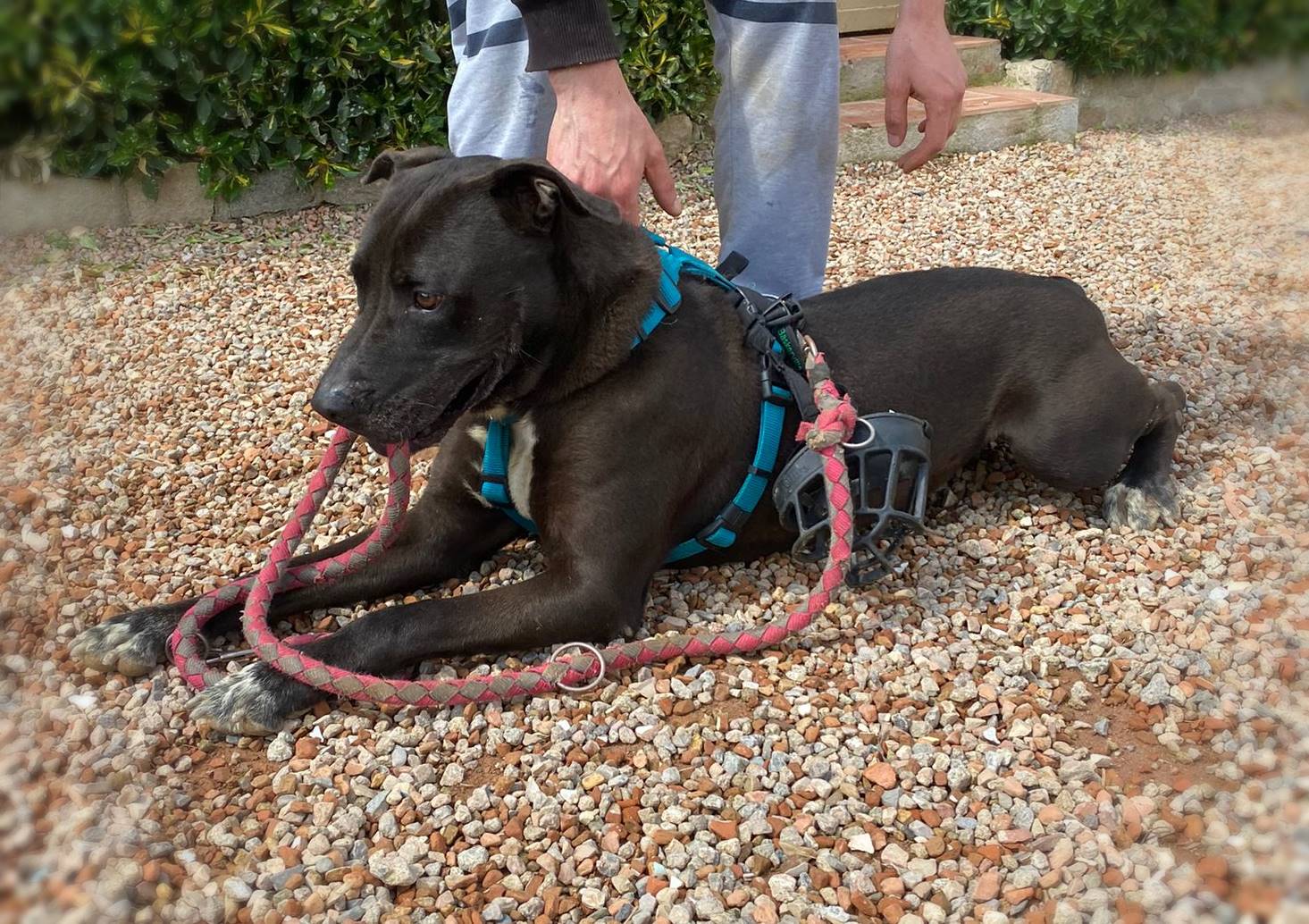 Perro sénior American Staffordshire en adopción