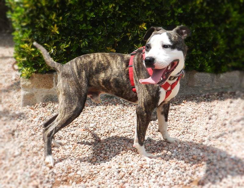 Perro pitbull en adopción