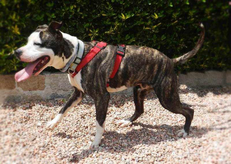 Perro pitbull en adopción