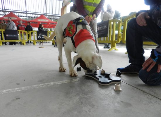 2-mercado-semanal-llica-de-vall-1