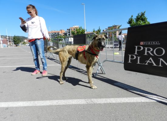 2-mercado-semanal-llica-de-vall-1