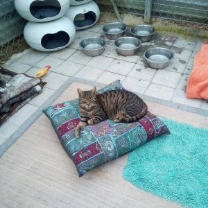 Gateras de Help Guau