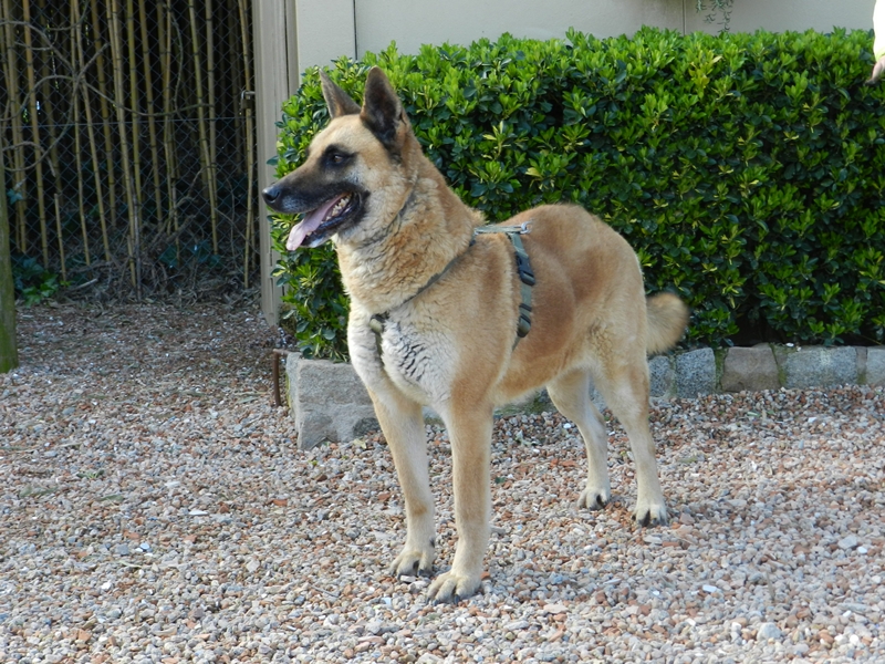 Perro sénior Pastor Belga en adopción