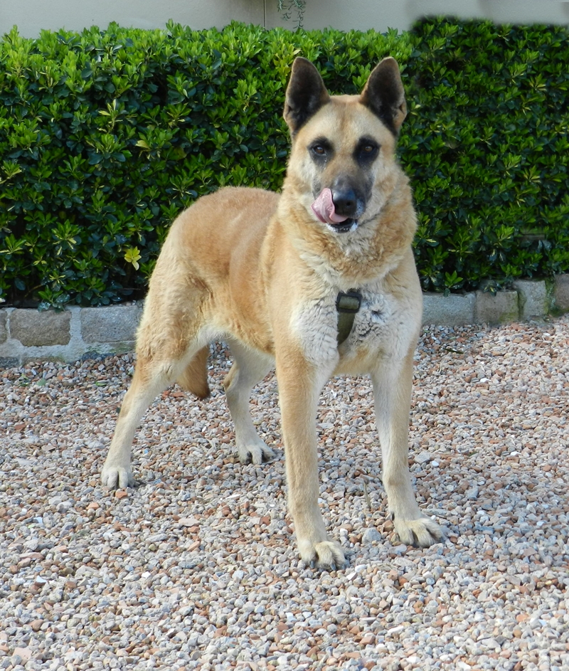 Perro sénior Pastor Belga en adopción