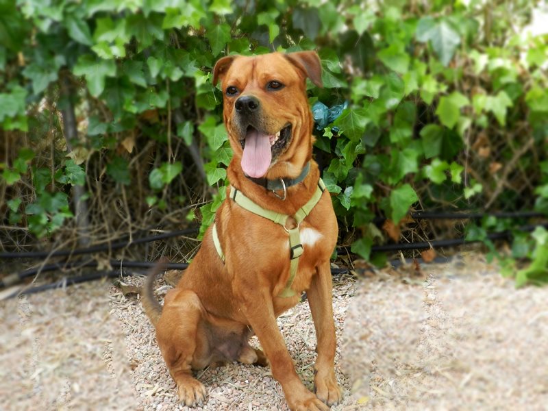 Perro grande en adopción