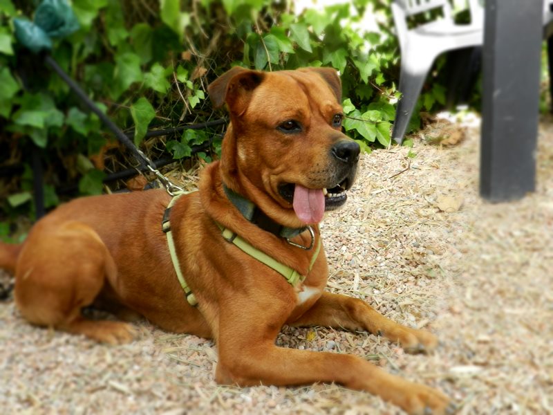 Perro grande en adopción