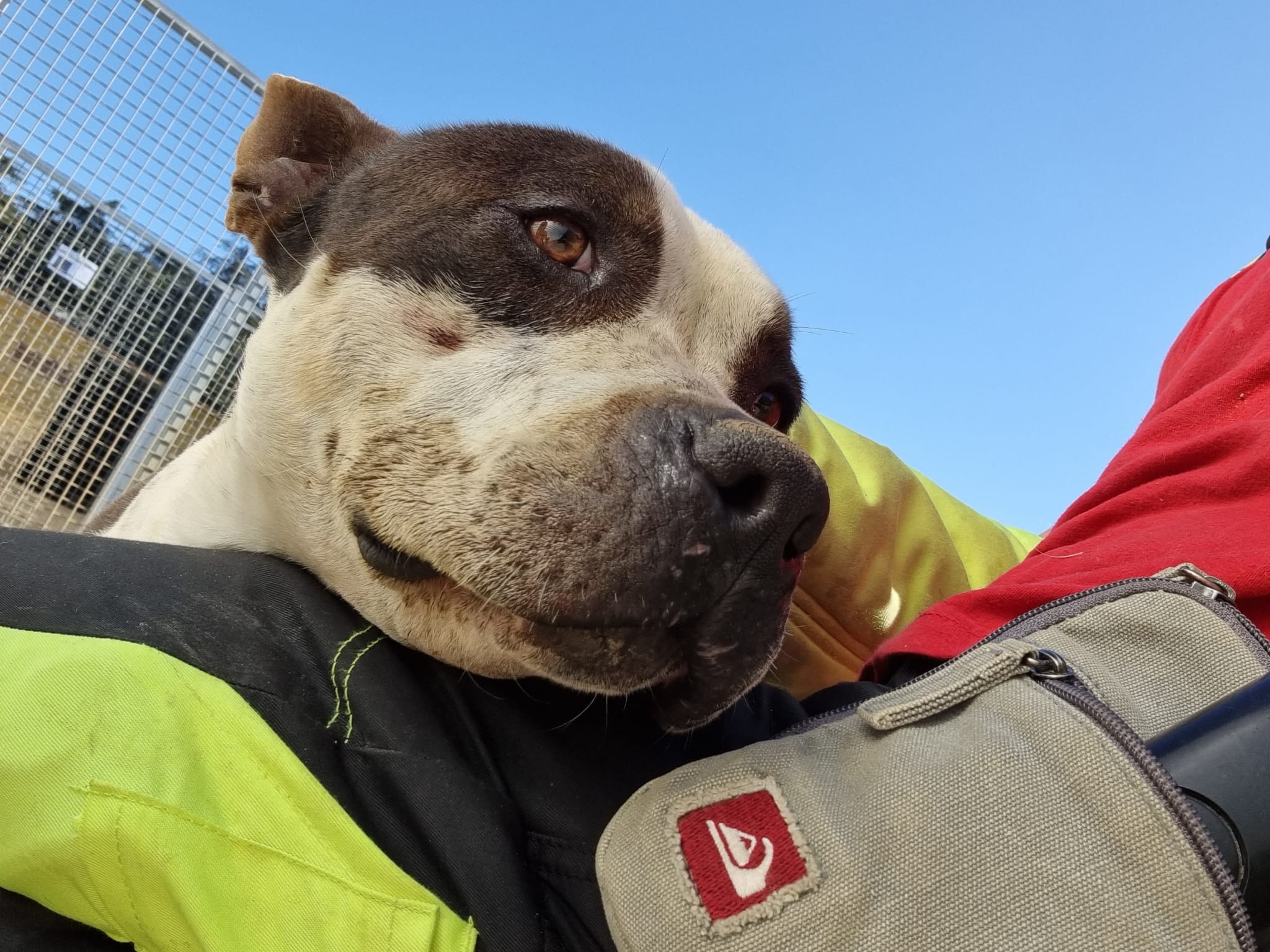 Perro adulto American Bulli en adopción