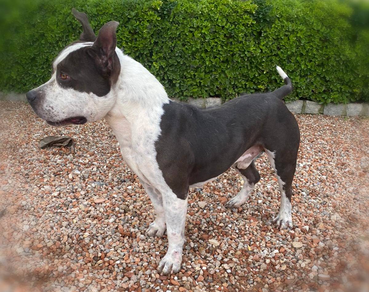 Perro adulto American Bulli en adopción