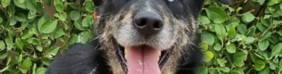 perro negro adulto en adopción