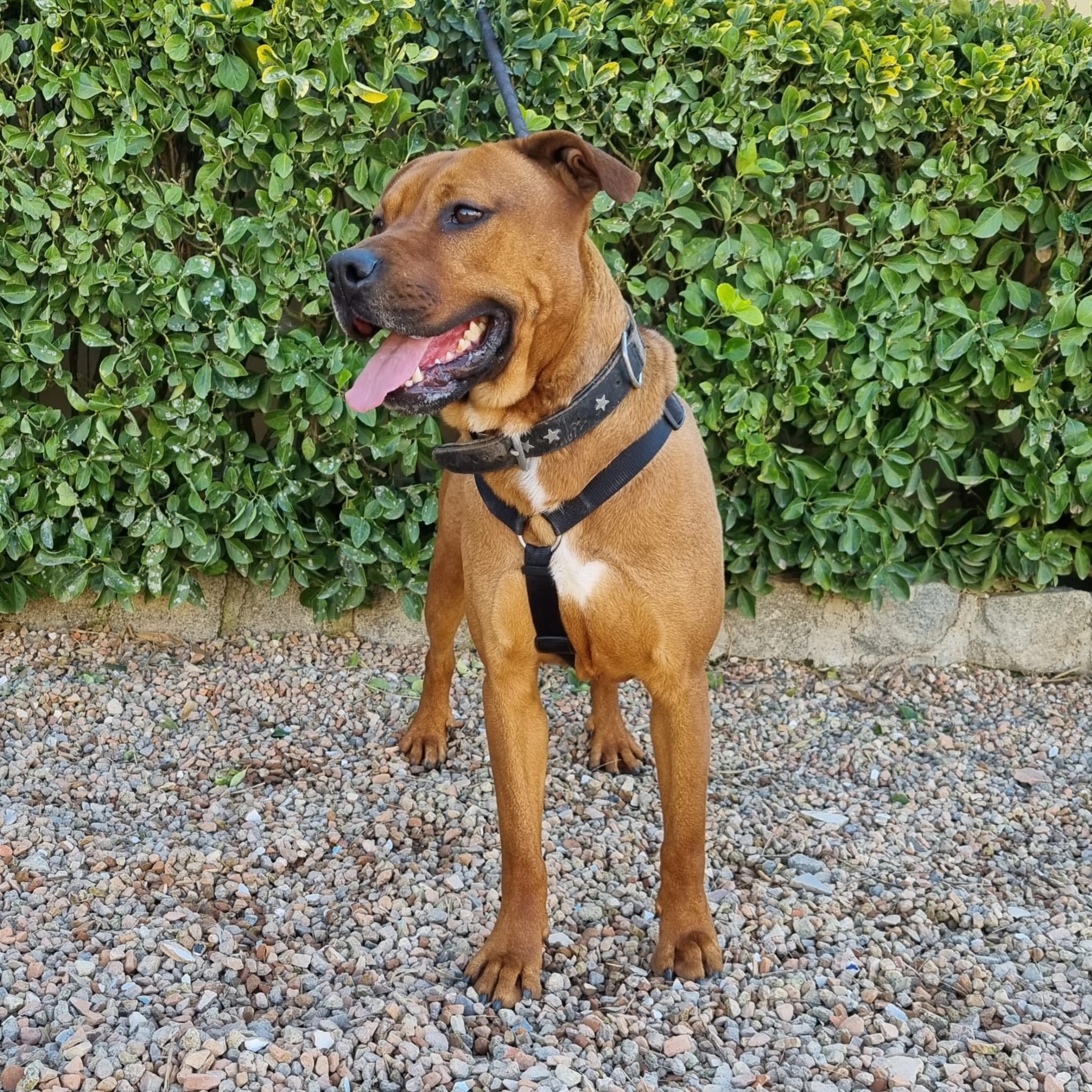 Perro American Staffordshire adulto en adopción