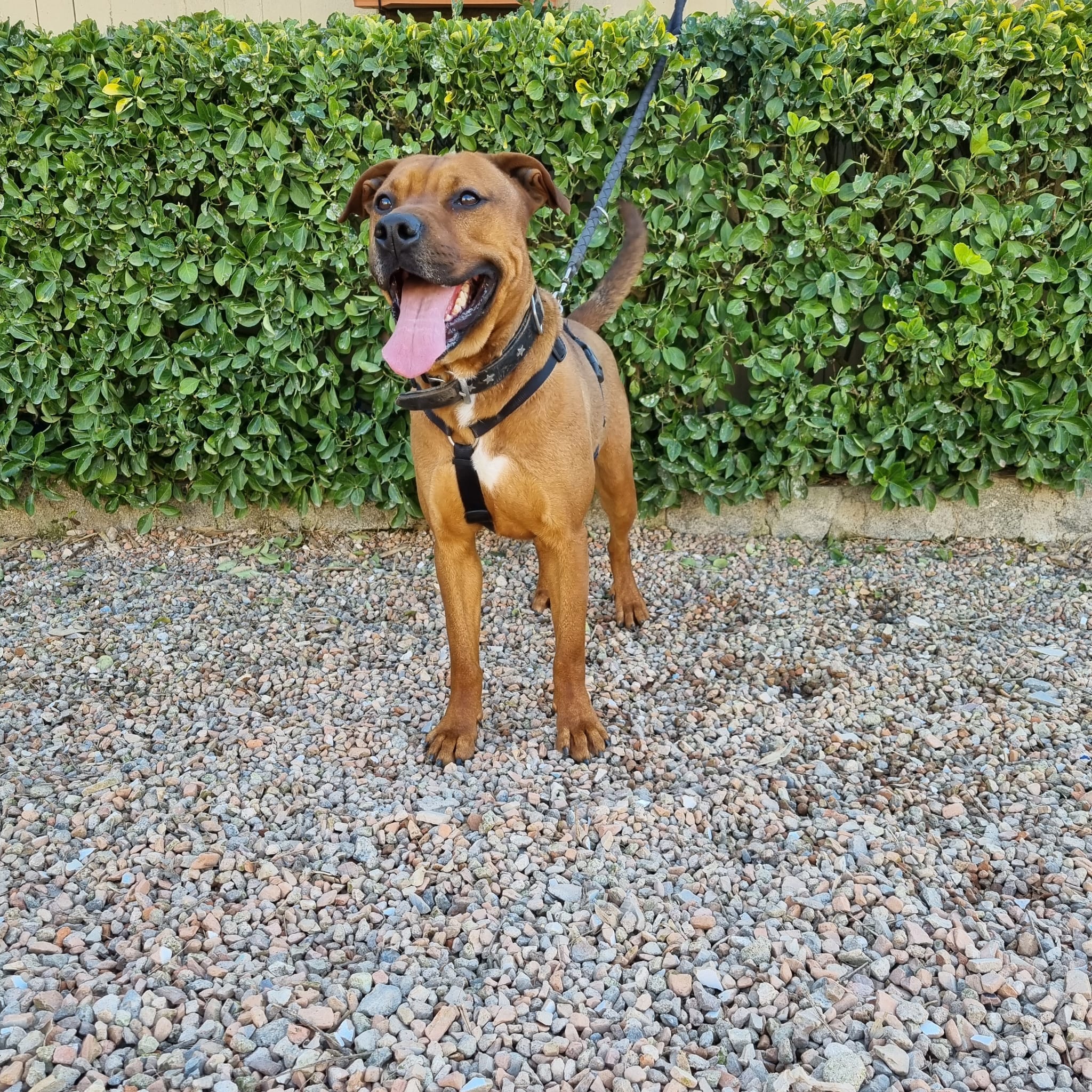 Perro American Staffordshire adulto en adopción