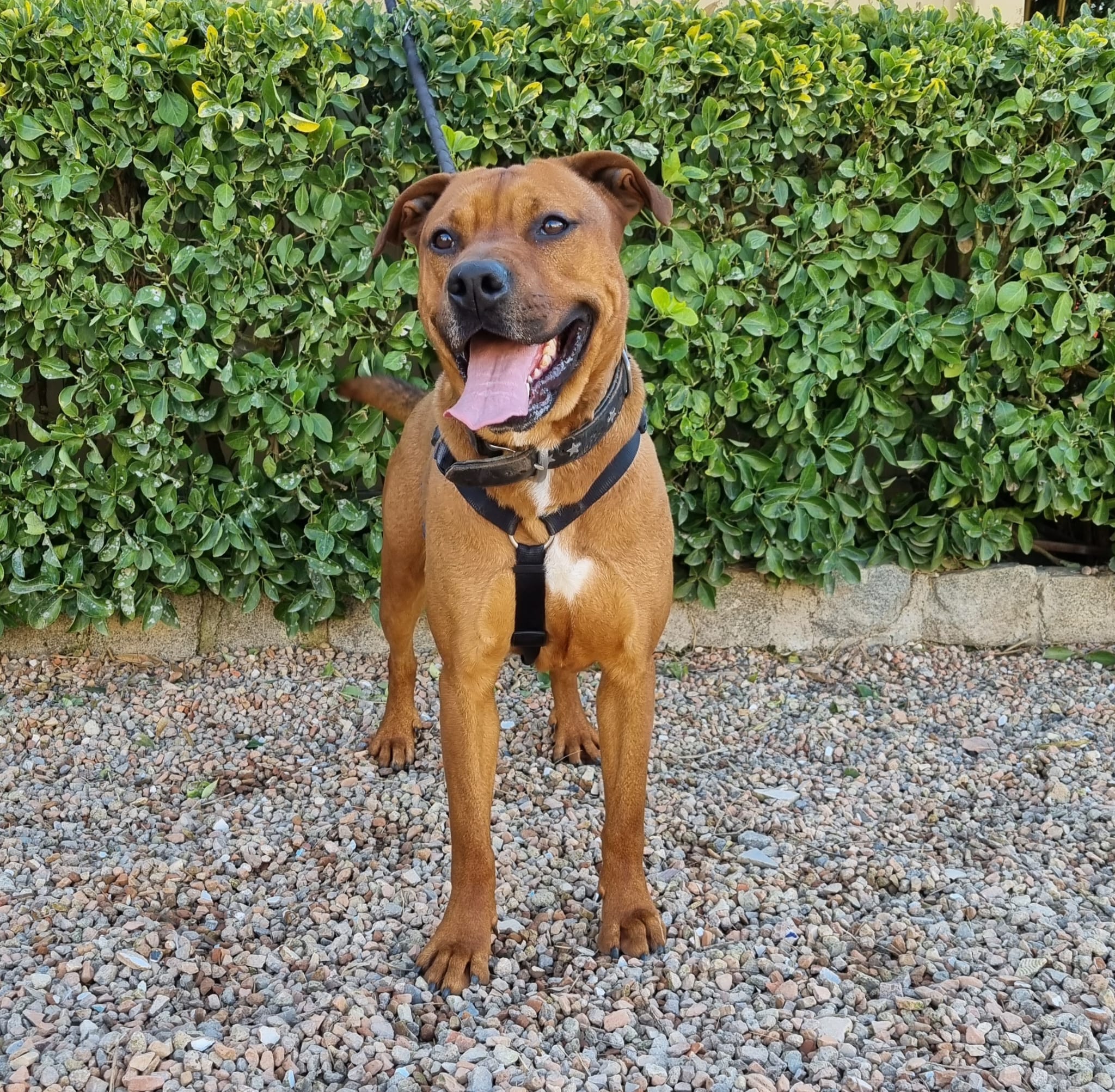 Perro American Staffordshire adulto en adopción