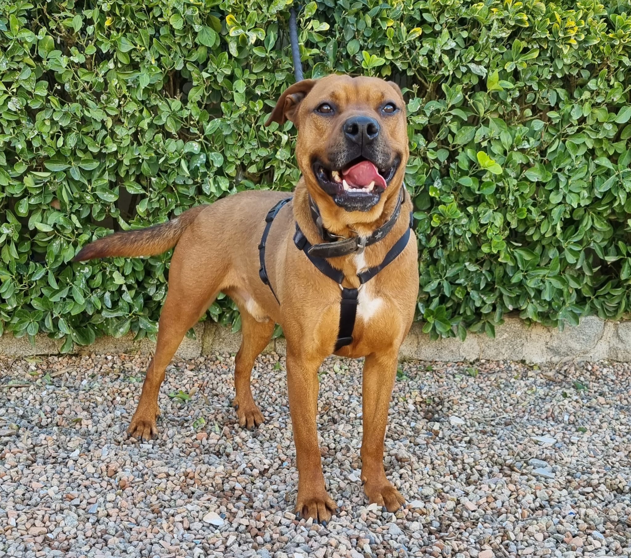 Perro American Staffordshire adulto en adopción