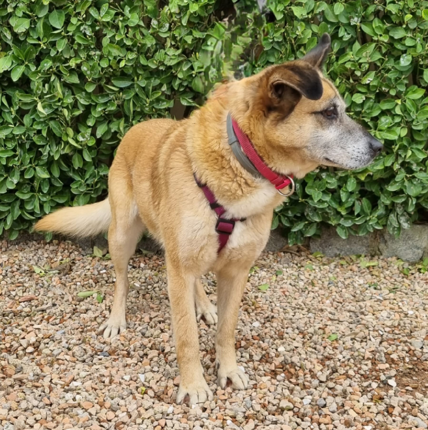 Perro adulto mestizo en adopción