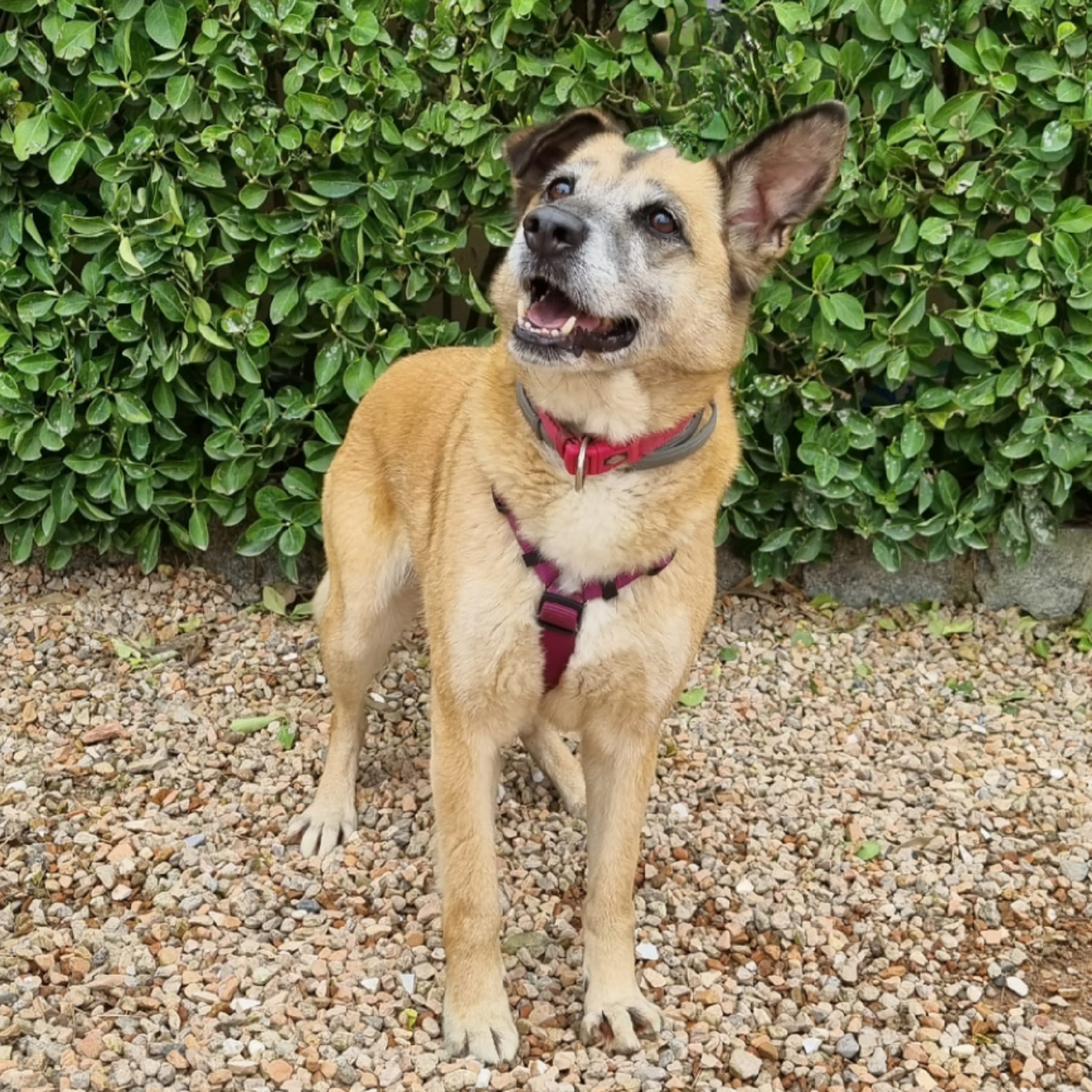 Perro adulto mestizo en adopción