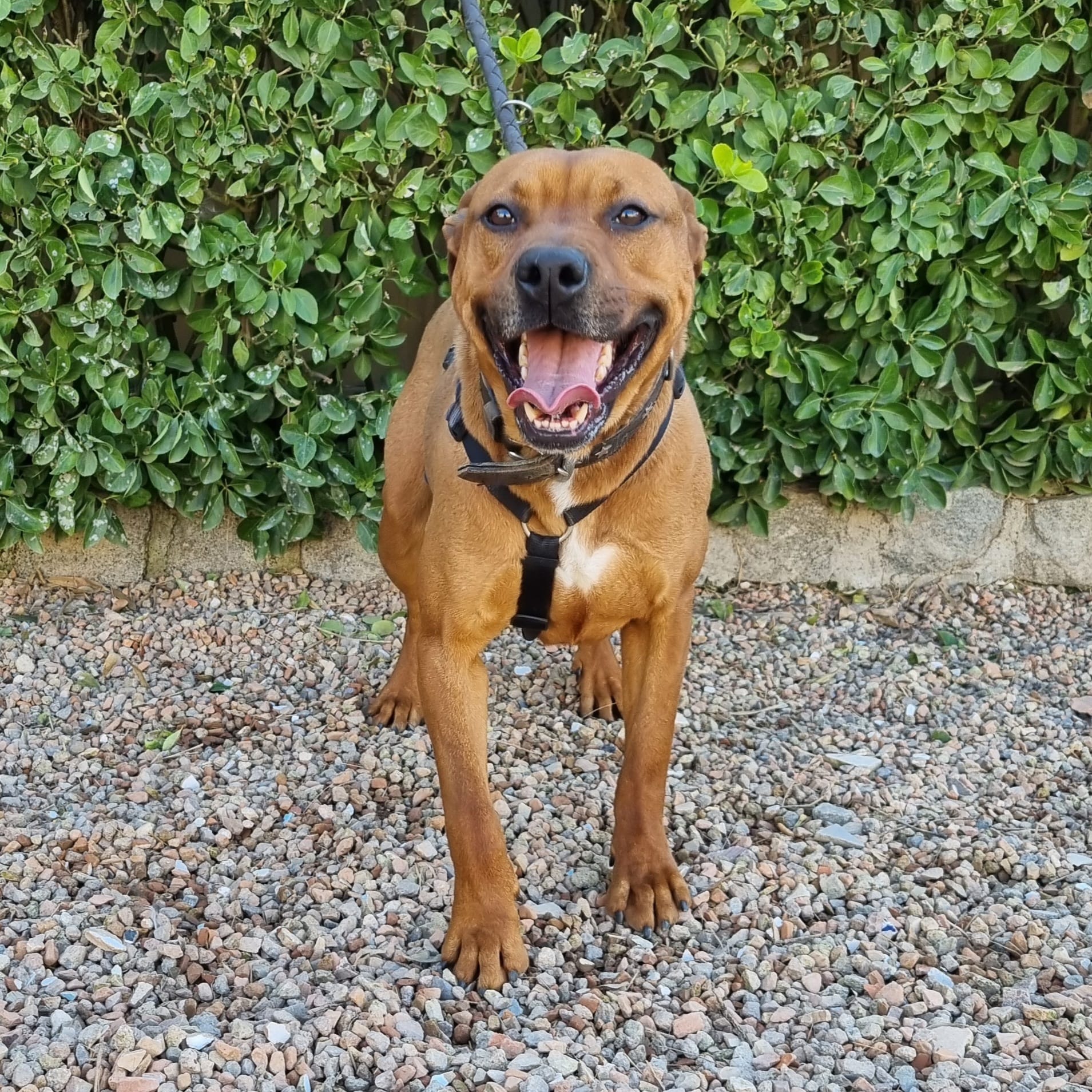Perro American Staffordshire adulto en adopción