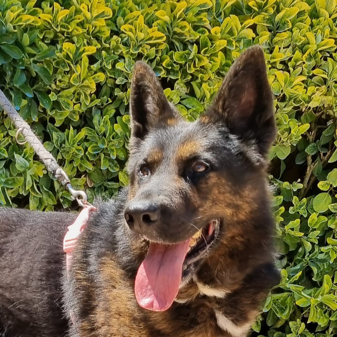 Perro adulto pastor en adopción
