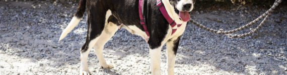 perro adulto en adopción