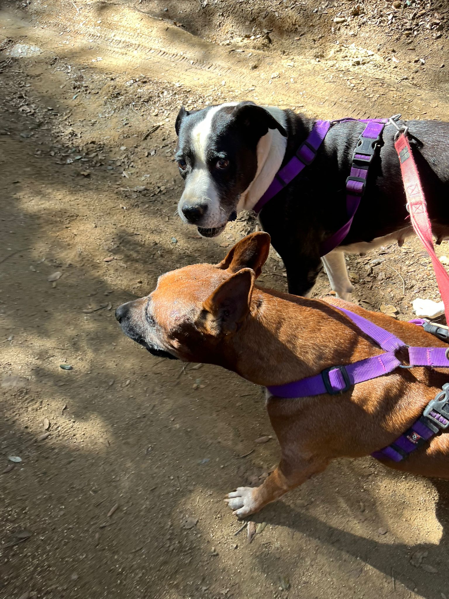 perro adulto en adopción