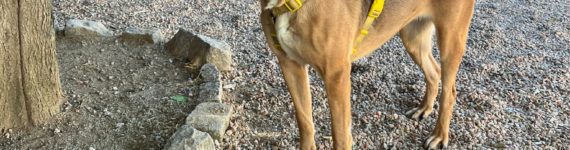 Perra joven y cariñosa en adopción