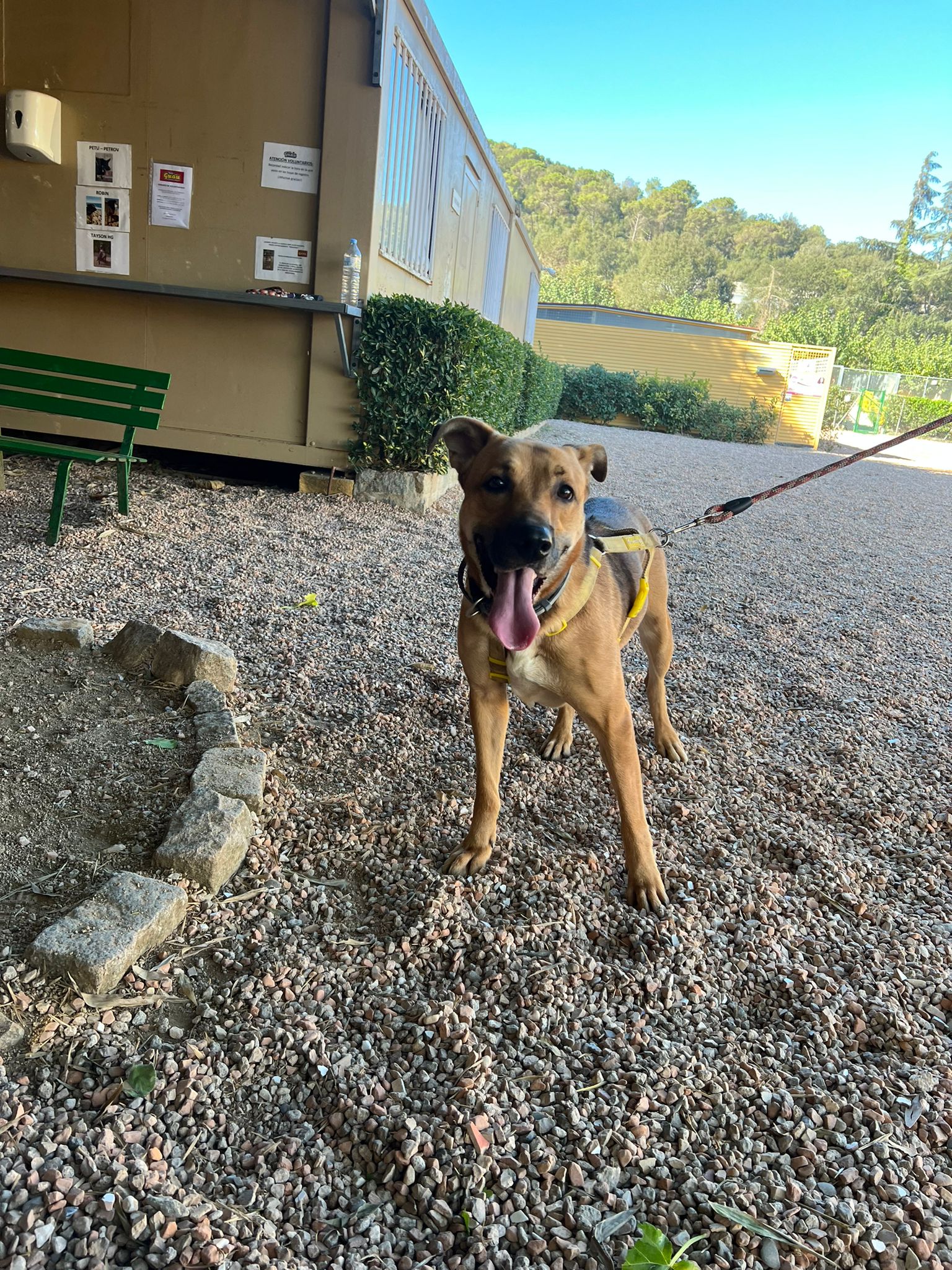Perra joven y cariñosa en adopción