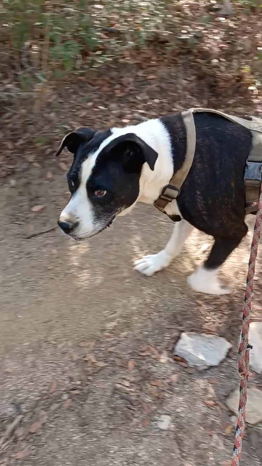 perro adulto en adopción