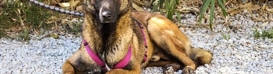 perro pastor belga joven en adopción