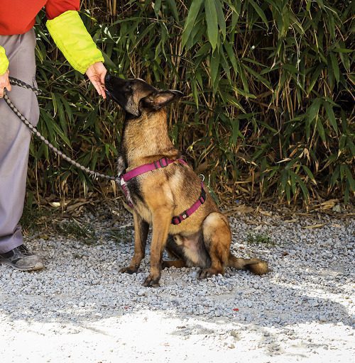 perro pastor belga joven en adopción