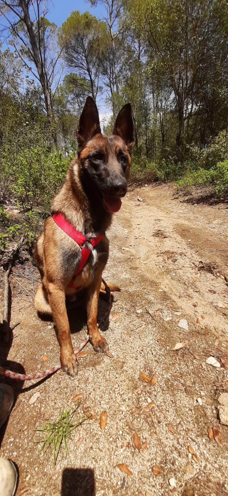 perro pastor belga joven en adopción