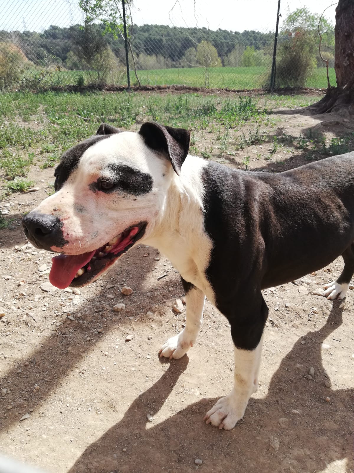 Perro macho American Staffordshire en adopción