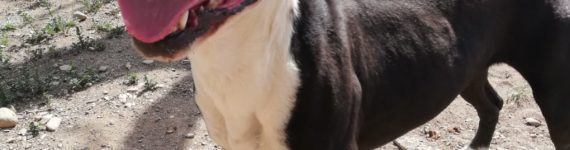 Perro macho American Staffordshire en adopción