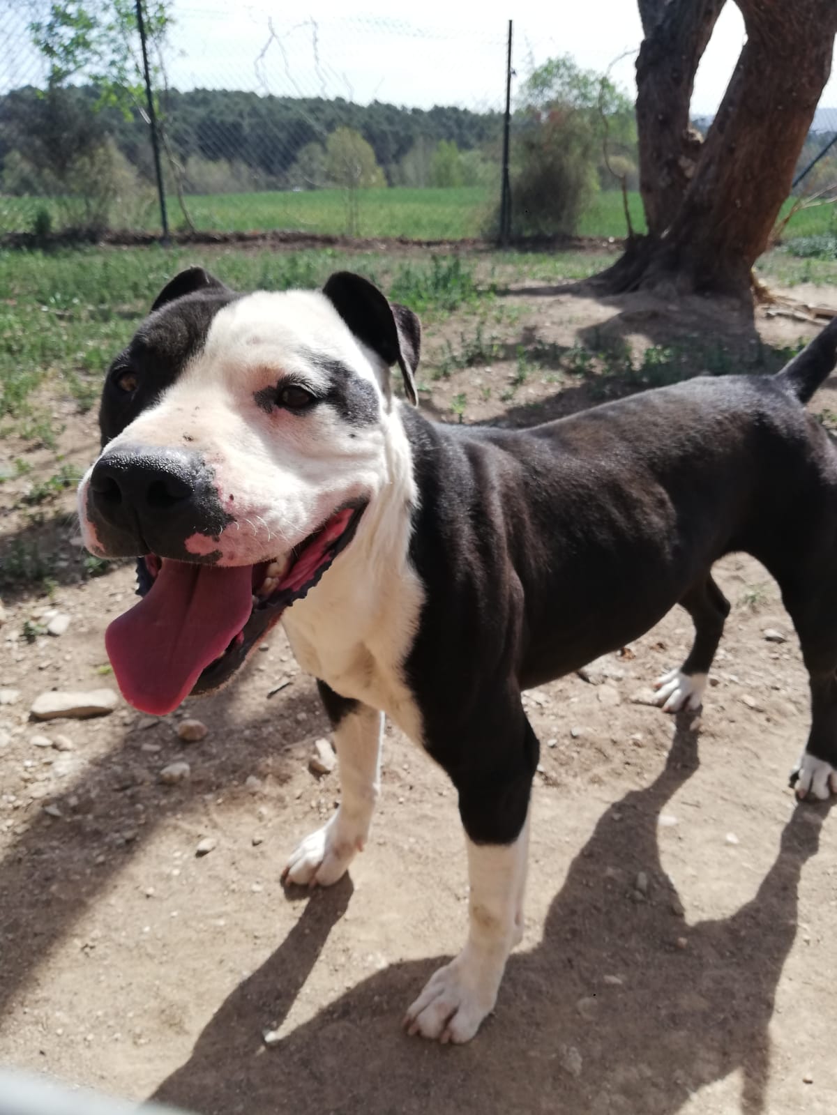 Perro macho American Staffordshire en adopción