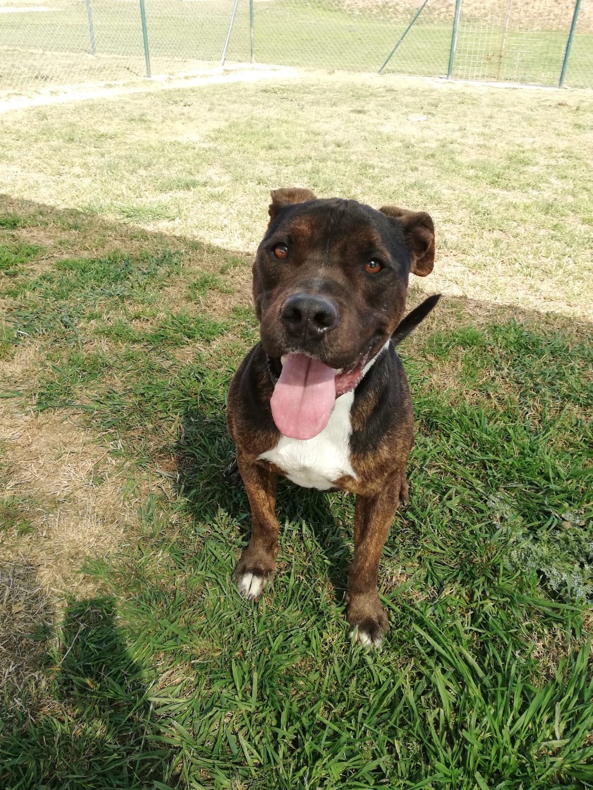 Perro joven American Staffordshire en adopción