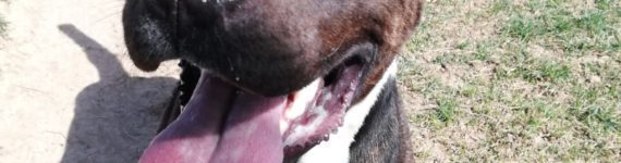 Perro joven American Staffordshire en adopción