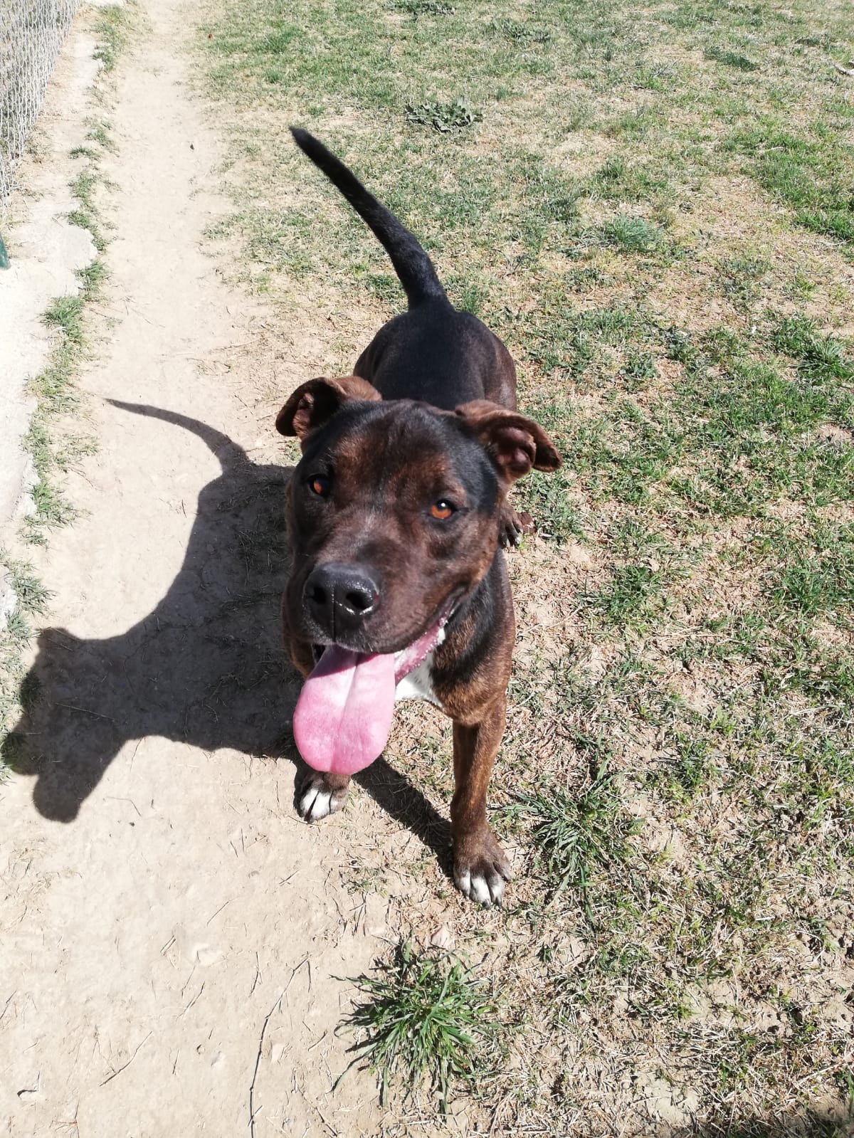 Perro joven American Staffordshire en adopción
