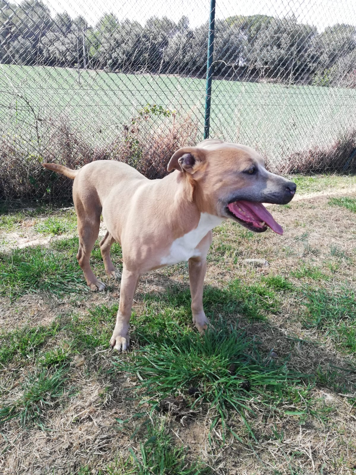 Adoptar un perro American Staffordshire