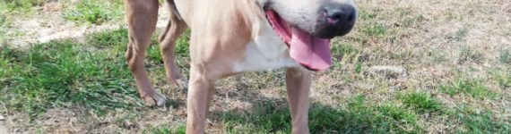 Adoptar un perro American Staffordshire