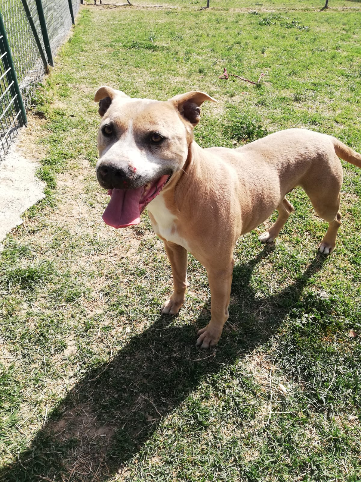 Adoptar un perro American Staffordshire
