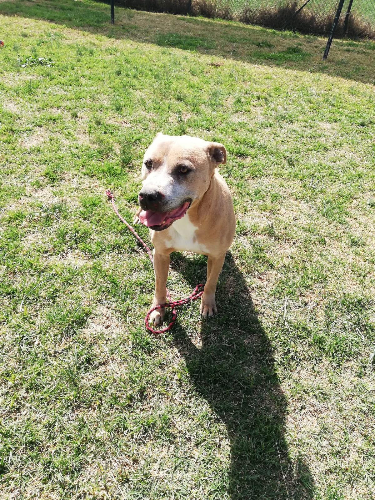 Adoptar un perro American Staffordshire