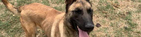 perro pastor belga joven en adopción