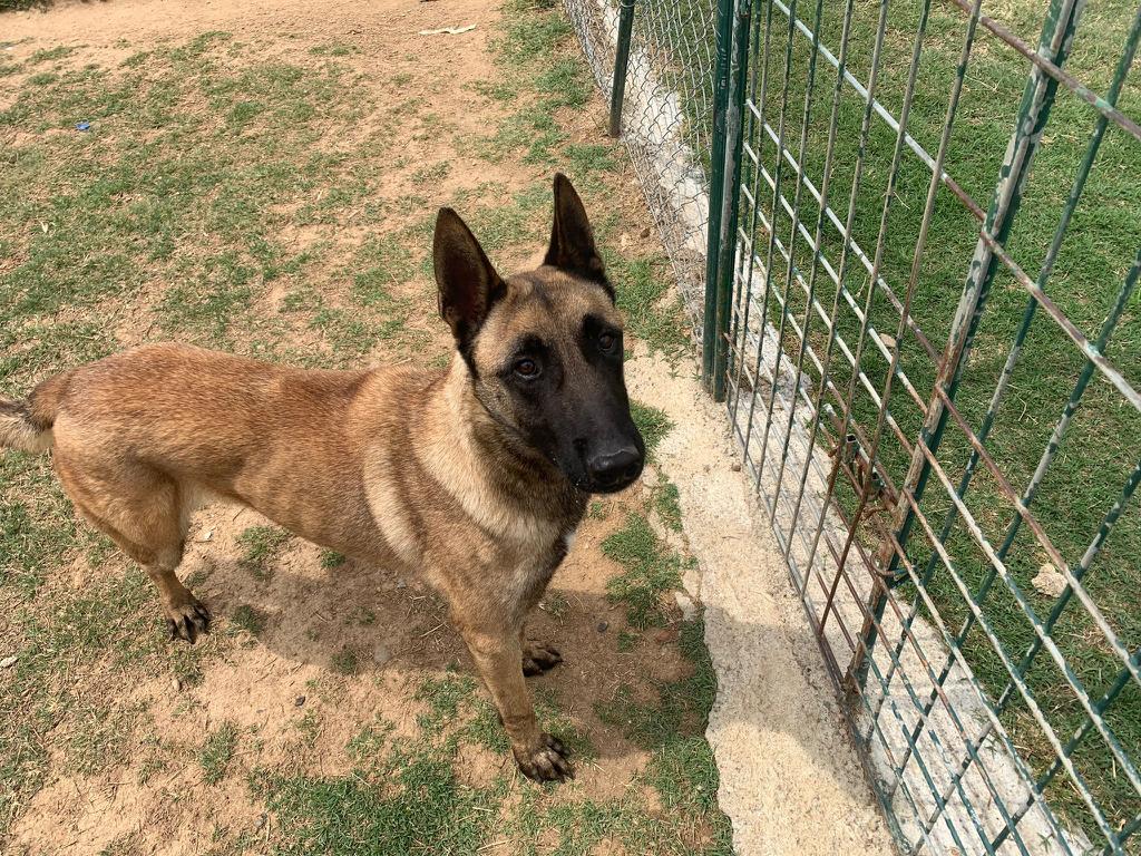 perro pastor belga joven en adopción