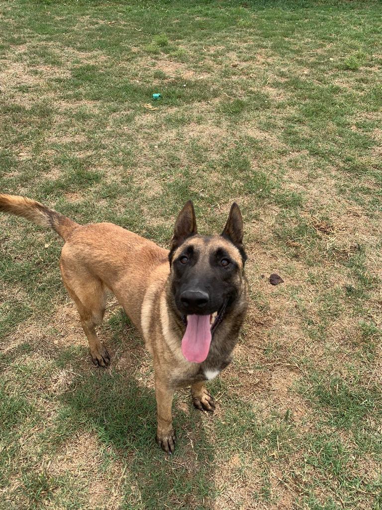 perro pastor belga joven en adopción