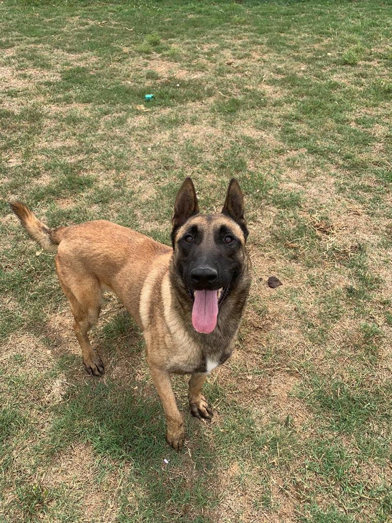 perro pastor belga joven en adopción
