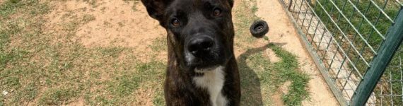 Perro macho joven en adopción