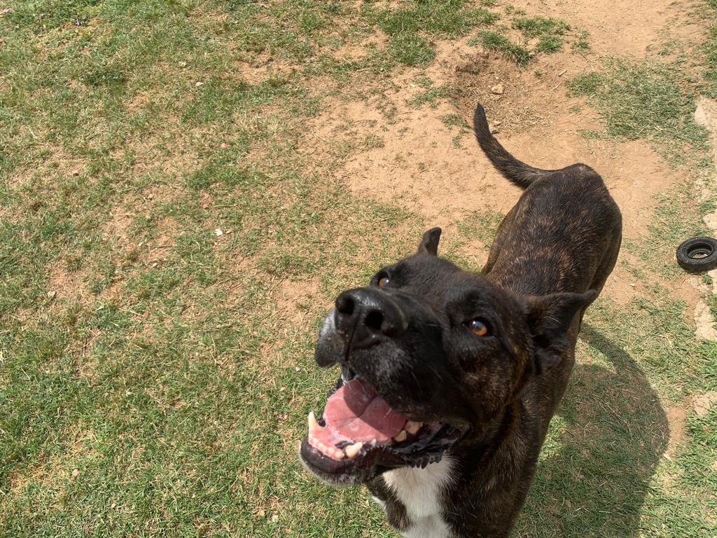 Perro macho joven en adopción