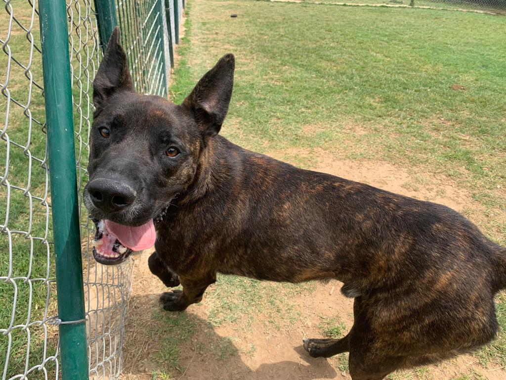 Perro macho joven en adopción